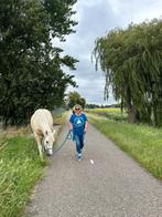 Verzorgpaard aangeboden in Zwanenburg, Dieren en Toebehoren, Paarden en Pony's | Overige Paardenspullen, Ophalen of Verzenden