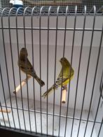 Mooi koppel geelbuik cini broedrijp