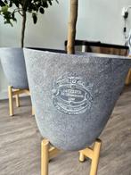 Gezocht planten pot, Huis en Inrichting, Kamerplanten, Ophalen, Overige soorten, Halfschaduw, Minder dan 100 cm