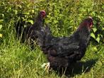 Marans kippen | Rustige kippen | Speciale eieren, Dieren en Toebehoren, Meerdere dieren, Kip