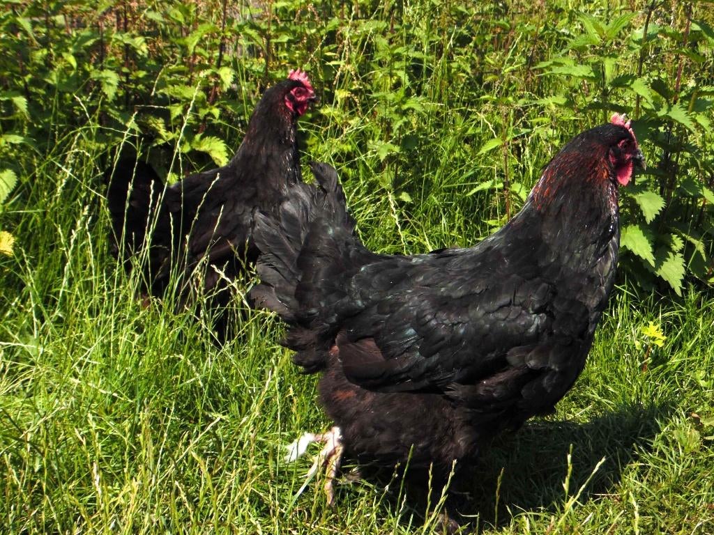 Marans kippen | Rustige kippen | Speciale eieren, Meerdere dieren, Kip