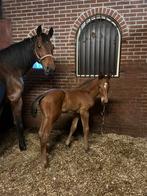 Fokmerries en veulens springpaarden, Dieren en Toebehoren, Merrie, Springpaard, Gechipt, Onbeleerd