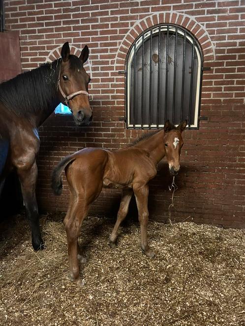 Fokmerries en veulens springpaarden, Dieren en Toebehoren, Paarden, Merrie, Onbeleerd, 165 tot 170 cm, 11 jaar of ouder, Springpaard