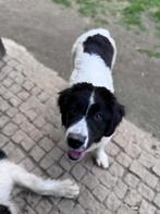 Landseer, Fokker | Hobbymatig, Rabiës (hondsdolheid), 15 weken tot 1 jaar, Buitenland