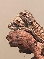 Laatste 2 baby baardagamen! Het zero en hypo., Dieren en Toebehoren, Reptielen en Amfibieën, Amfibie, Tam, 0 tot 2 jaar
