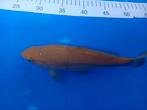 Te koop prachtige karachagoi 30 a 35 cm, Karper of Koi