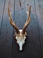 Grote trofee van een reebok, Verzamelen, Dierenverzamelingen, Ophalen of Verzenden, Zo goed als nieuw, Wild dier, Gewei of Kop