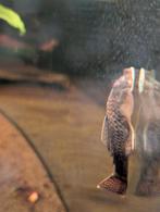 Ancistrus algeneter zoekt een nieuw huis, Vis