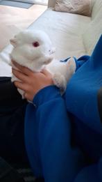 Rasecht super mooi en super lief konijntje!!, Dieren en Toebehoren, Konijnen, Mannelijk, Dwerg