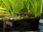 Jonge pleco (ancistrus algeneter), Dieren en Toebehoren, Ophalen