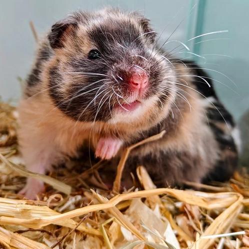Mesocricetus auratus, Dieren en Toebehoren, Knaagdieren, Meerdere dieren, Hamster, Na 1 juli 2024