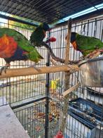 8 vogels te koop (De prijs is bespreekbaar
), Dieren en Toebehoren