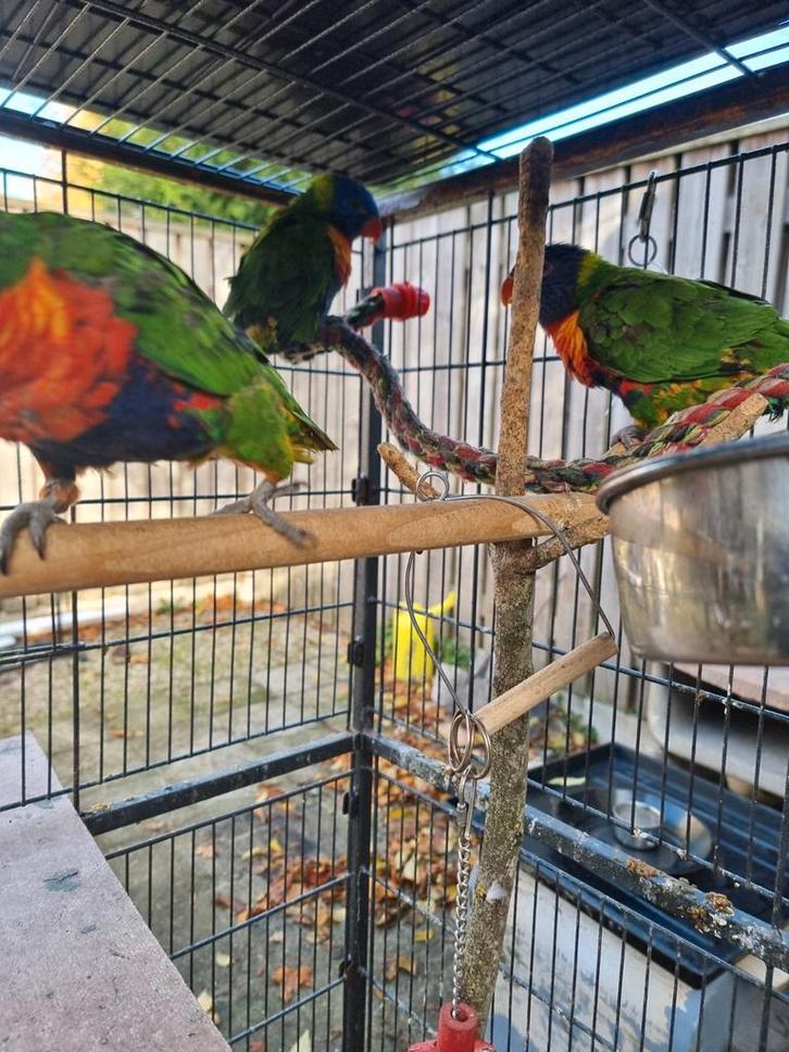 8 vogels, Dieren en Toebehoren, Vogels | Parkieten en Papegaaien, Papegaai, Meerdere dieren, Tam