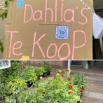 Dahlia’s te koop, Ophalen, Zomer, Overige soorten, Volle zon