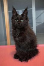 Maine Coon kitten, Dieren en Toebehoren, Katten en Kittens | Raskatten | Langhaar, Poes, Met stamboom, 0 tot 2 jaar