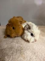 Mooie cavia’s te koop, Januari, Meerdere dieren, Cavia