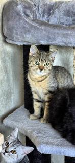 Britse korthaar kittens, Dieren en Toebehoren, Katten en Kittens | Raskatten | Korthaar, Meerdere dieren, Gechipt, 0 tot 2 jaar