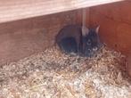 Jonge dwergkonijnen, Dieren en Toebehoren, Knaagdieren, Juli, Geslacht onbekend