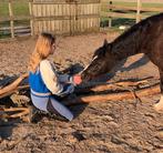 verzorg/bijrijd paard/pony gezocht, Ophalen of Verzenden, Zo goed als nieuw