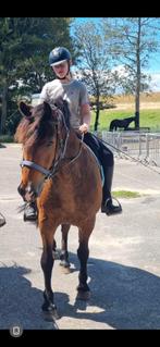 Hele lieve recreatie ruin 12 jaar met ......., B, Ruin, 11 jaar of ouder, Recreatiepony