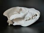 Schedel hyena, Ophalen, Nieuw, Wild dier, Schedel
