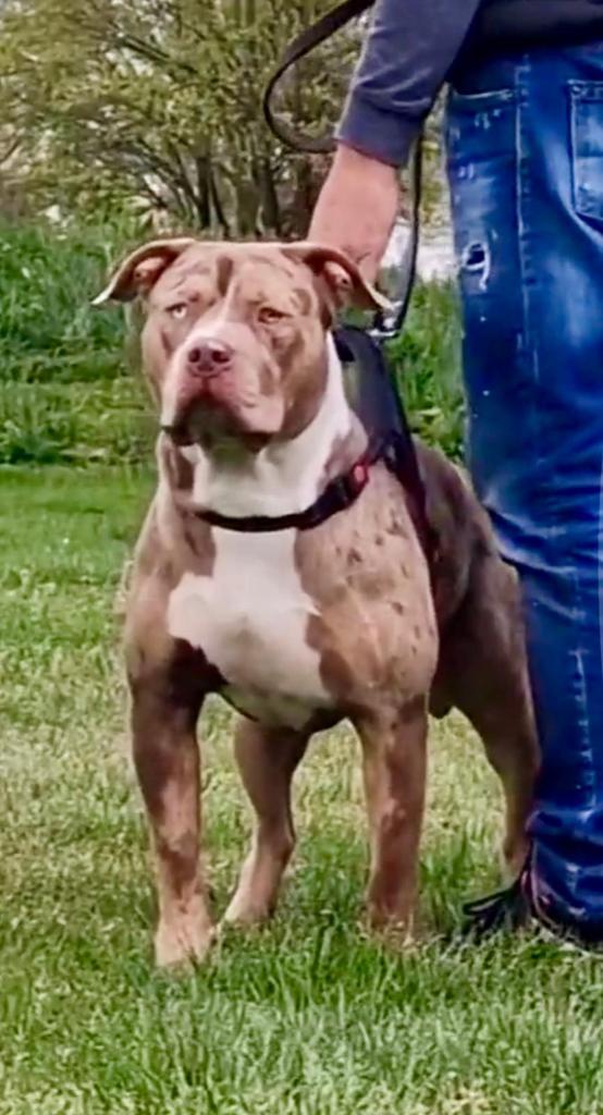 Dekreu American Bully XL (choco merle tricolor), Dieren en Toebehoren, Honden | Dekreuen, Reu, Fokker | Professioneel, Meerdere