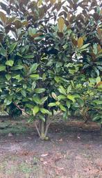 Magnolia grandiflora groenblijvende tulpenboom solitaire, Tuin en Terras, Ophalen of Verzenden, Lente, Volle zon, Overige soorten