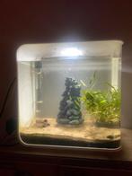 Aquarium, Dieren en Toebehoren, Vissen | Aquaria en Toebehoren, Ophalen, Gebruikt