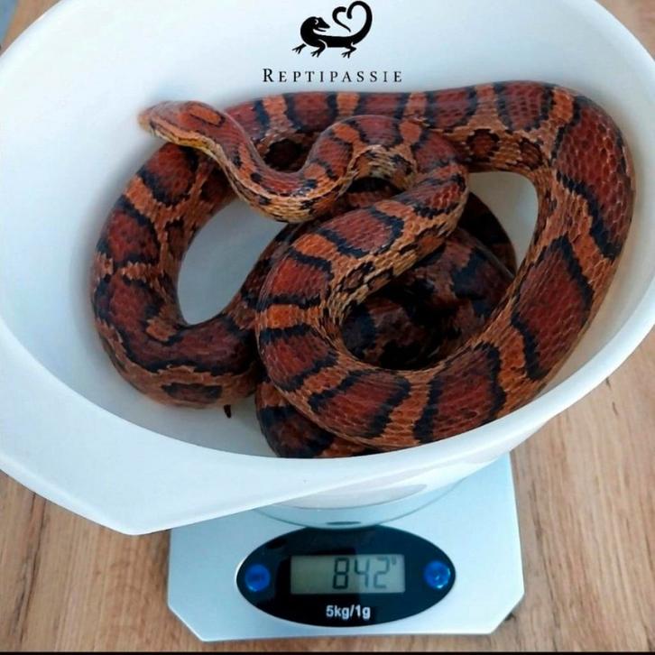 Bewezen kweekvrouw Okeetee phase (Rattenslang)