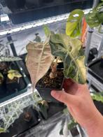 Alocasia Polly pink variegata, Overige soorten, In pot, Minder dan 100 cm, Bloeiende kamerplant