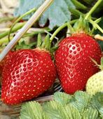 aarbeiplanten, Tuin en Terras, Kweekspullen, Ophalen of Verzenden, Overige typen