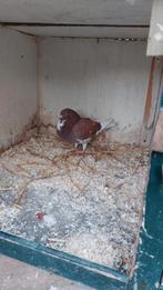 3 duiven - Gelderse slenk, Meerdere dieren