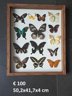 Mooie lijst met vlinders, Verzamelen, Dierenverzamelingen, Ophalen, Gebruikt, Insect, Opgezet dier