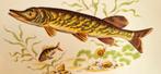 Hutschenreuther Bord - Snoek Decoratie, vintage porselein, Antiek en Kunst, Ophalen of Verzenden