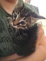 Katertje 7 weken, Dieren en Toebehoren, Kater