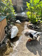 Koppels Hollandse kwakers te koop, Dieren en Toebehoren, Pluimvee, Meerdere dieren, Eend