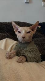 Donskoy Sphynx Katertje, Dieren en Toebehoren, Meerdere dieren, Ingeënt, 0 tot 2 jaar
