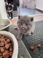 Halflangharige kittens, Dieren en Toebehoren, Katten en Kittens | Overige Katten, Meerdere dieren