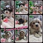 lieve havapoo pups kruizing toy poedel/havanezer, Dieren en Toebehoren, 8 tot 15 weken, Meerdere, Meerdere dieren, CDV (hondenziekte)