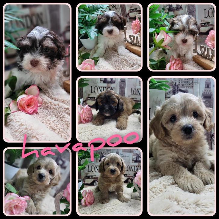 lieve havapoo pups kruizing toy poedel/havanezer, Dieren en Toebehoren, Honden | Chihuahua's en Gezelschapshonden, Meerdere dieren