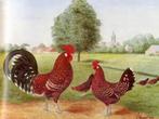 Te koop Fries(e) hoen roodbont., Dieren en Toebehoren, Pluimvee, Meerdere dieren, Kip