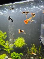 Guppen jong en oud, Dieren en Toebehoren, Vissen | Aquariumvissen, Vis, Zoetwatervis, Schoolvis