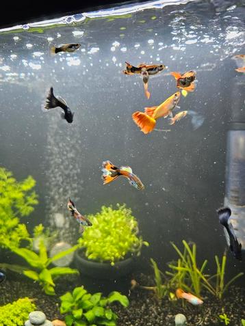 Guppen jong en oud beschikbaar voor biedingen