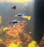 5 mooie gezonde Guppen, Vis