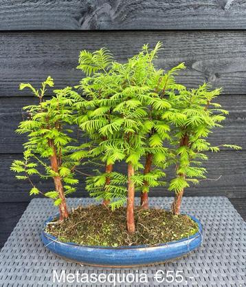 Japanse Bonsai buiten in diverse soorten en maten beschikbaar voor biedingen
