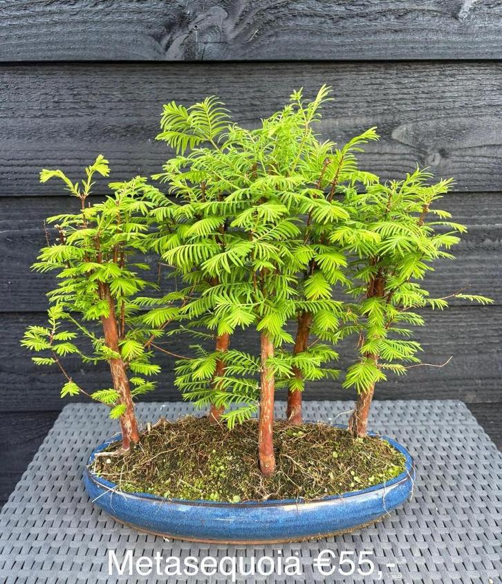 Japanse Bonsai buiten in diverse soorten en maten, Tuin en Terras, Planten | Bomen, Overige soorten, Minder dan 100 cm, Halfschaduw