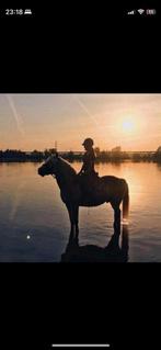 GEZOCHT: paard ter lease / verplaatsbaar, Dieren en Toebehoren, Ophalen of Verzenden