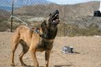 Bent u op zoek naar een goede waakhond?, Parvo, Overige rassen, Meerdere, Meerdere dieren