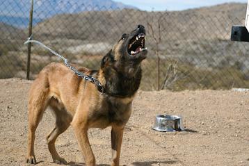 Bent u op zoek naar een goede waakhond?  beschikbaar voor biedingen