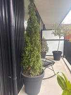 Conifeer met plantenbak - 2.20m hoog, Ophalen